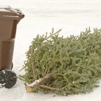 圣诞树垃圾