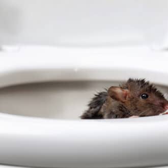 厕所里的老鼠